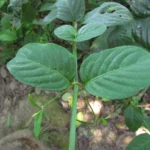 Ruellia angustiflora (12)