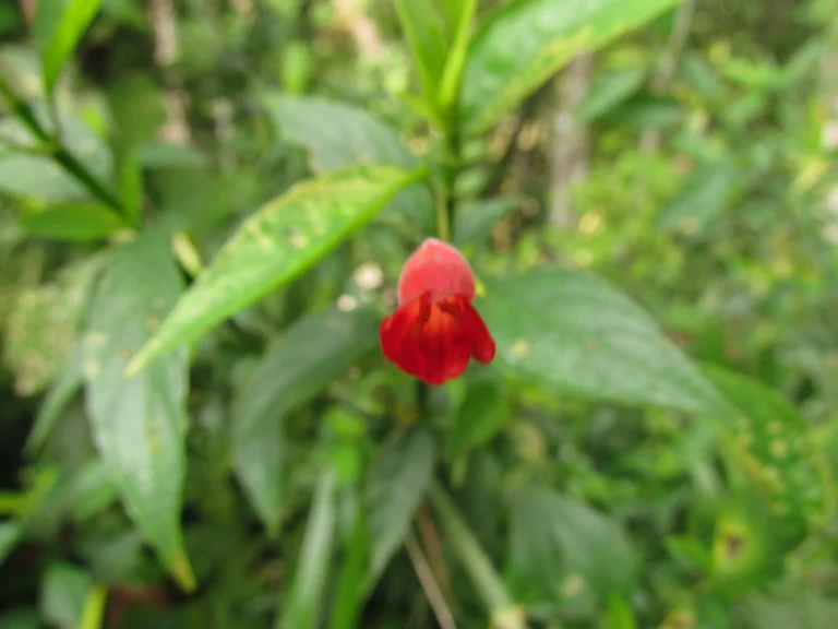 Ruellia angustiflora (10)