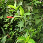 Ruellia angustiflora (5)