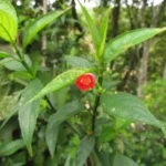 Ruellia angustiflora (4)