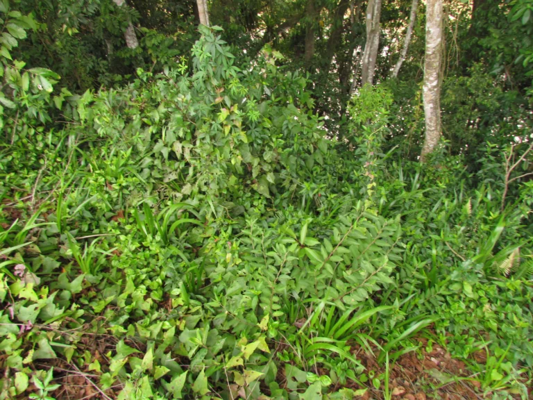 Ruellia angustiflora (2)
