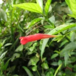 Ruellia angustiflora (3)