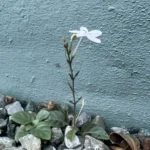 Pseuderanthemum variabile (9)