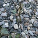 Pseuderanthemum variabile (8)