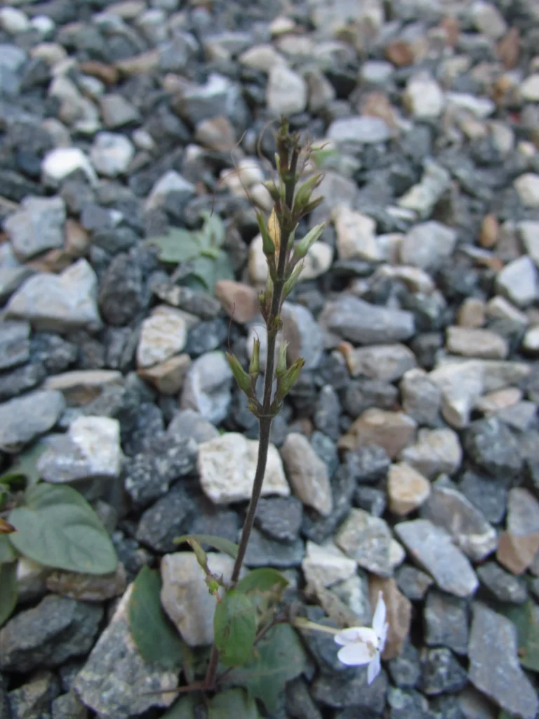Pseuderanthemum variabile (8)
