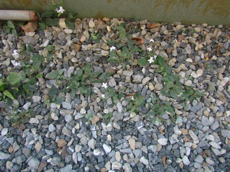Pseuderanthemum variabile (6)