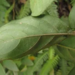 Pseuderanthemum riedelianus (11)