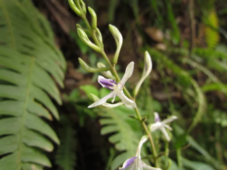 Pseuderanthemum riedelianus (8)