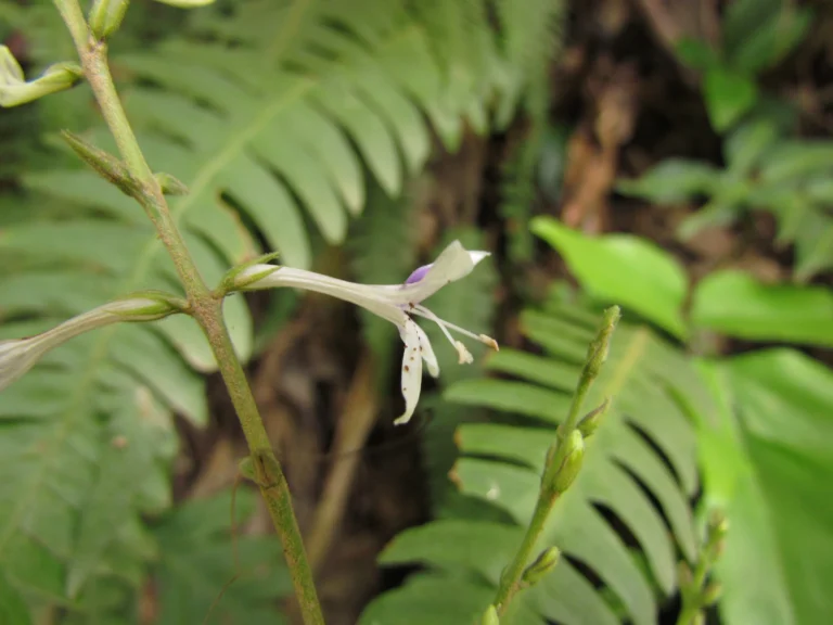 Pseuderanthemum riedelianus (5)