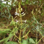 Pseuderanthemum riedelianus (2)