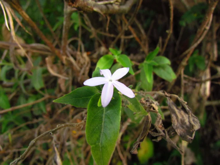 Pseuderanthemum heterophyllum (28)