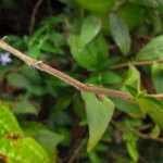Pseuderanthemum heterophyllum (29)