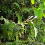 Pseuderanthemum heterophyllum (27)