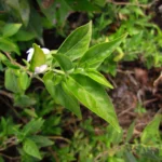 Pseuderanthemum heterophyllum (24)