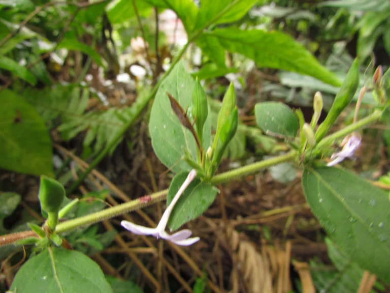 Pseuderanthemum heterophyllum (12)