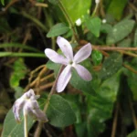 Pseuderanthemum heterophyllum (11)