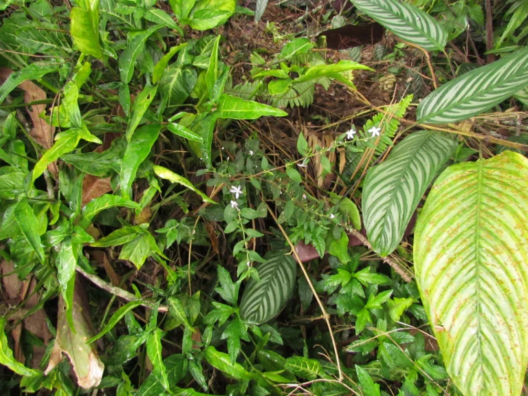 Pseuderanthemum heterophyllum (4)