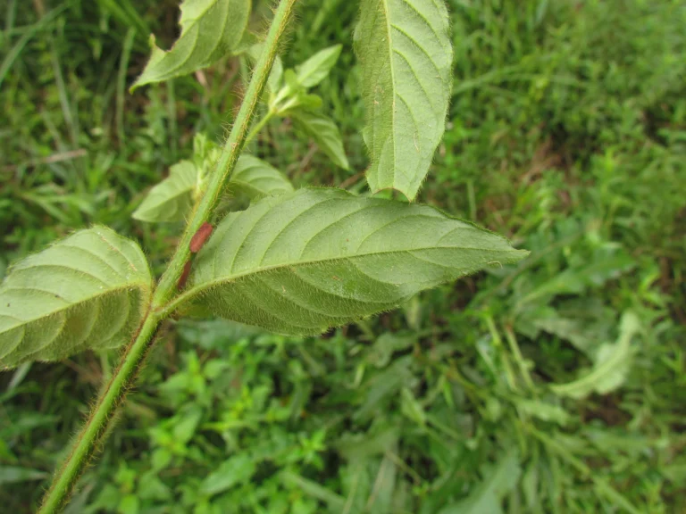 Poikilacanthus glandulosus (11)