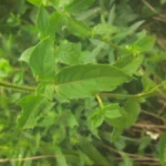 Poikilacanthus glandulosus (10)