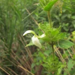 Poikilacanthus glandulosus (5)