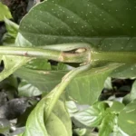 Odontonema (11)