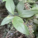 Odontonema (9)