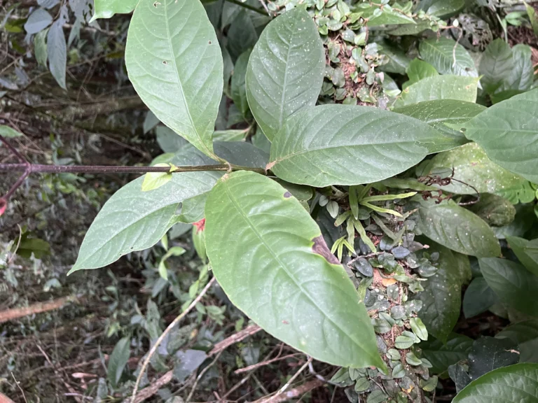 Odontonema (9)