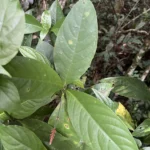 Odontonema (3)