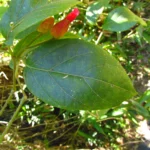 Mendoncia vellosiana (12)