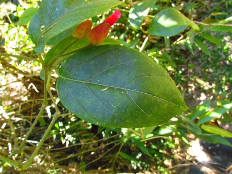 Mendoncia vellosiana (12)