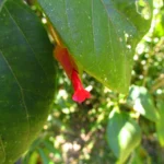 Mendoncia vellosiana (10)