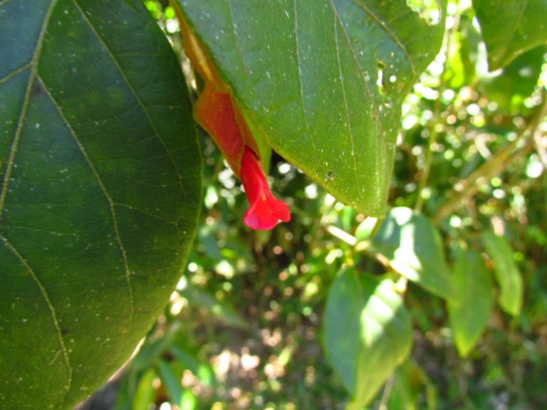 Mendoncia vellosiana (11)