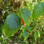 Mendoncia vellosiana (6)