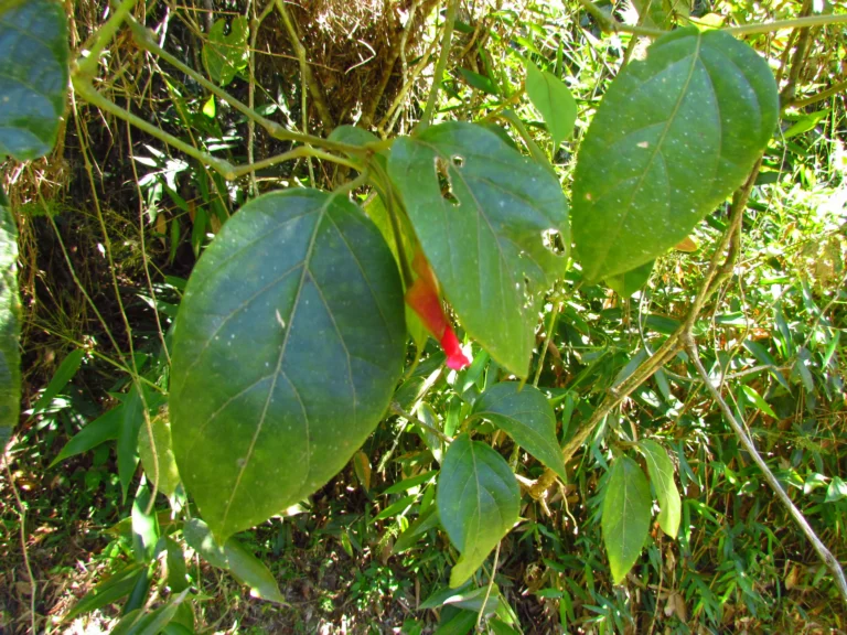 Mendoncia vellosiana (6)