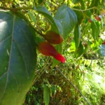 Mendoncia vellosiana (7)