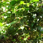 Mendoncia vellosiana (3)