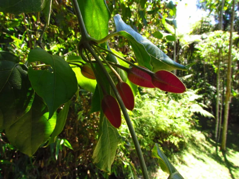 Mendoncia vellosiana (1)
