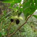 Mendoncia puberula (3)