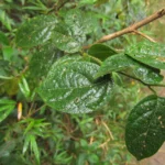 Mendoncia puberula (4)