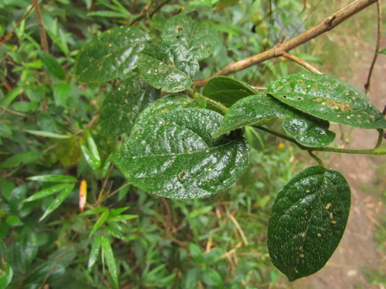 Mendoncia puberula (4)