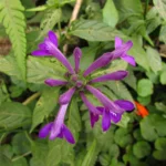 Justicia hatschbachii catharinensis (29)