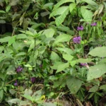 Justicia hatschbachii catharinensis (25)