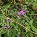 Justicia hatschbachii catharinensis (23)