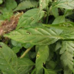Justicia hatschbachii catharinensis (19)