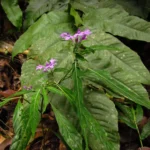 Justicia hatschbachii catharinensis (18)