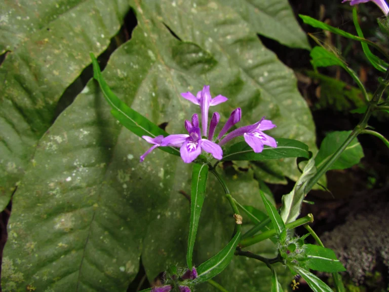 Justicia hatschbachii catharinensis (16)