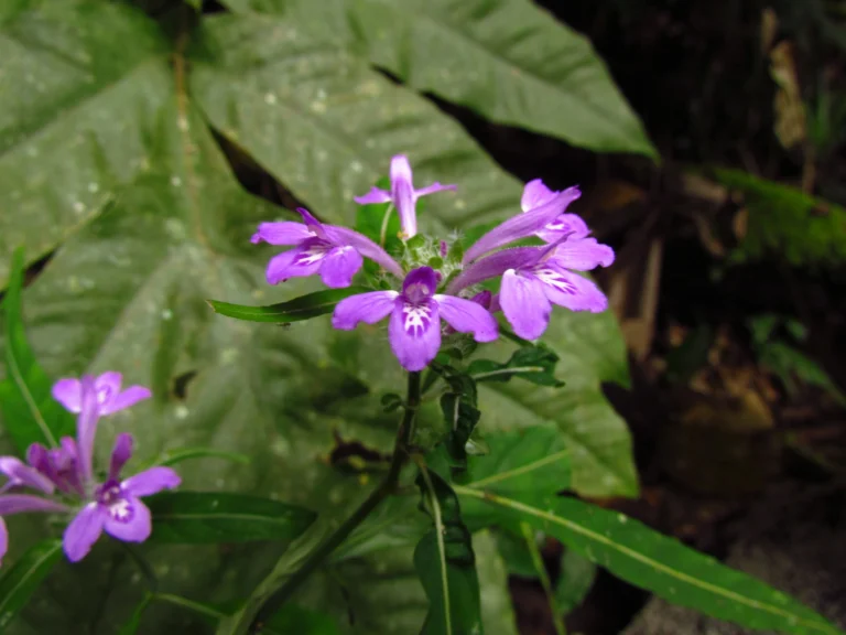 Justicia hatschbachii catharinensis (17)