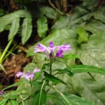 Justicia hatschbachii catharinensis (12)