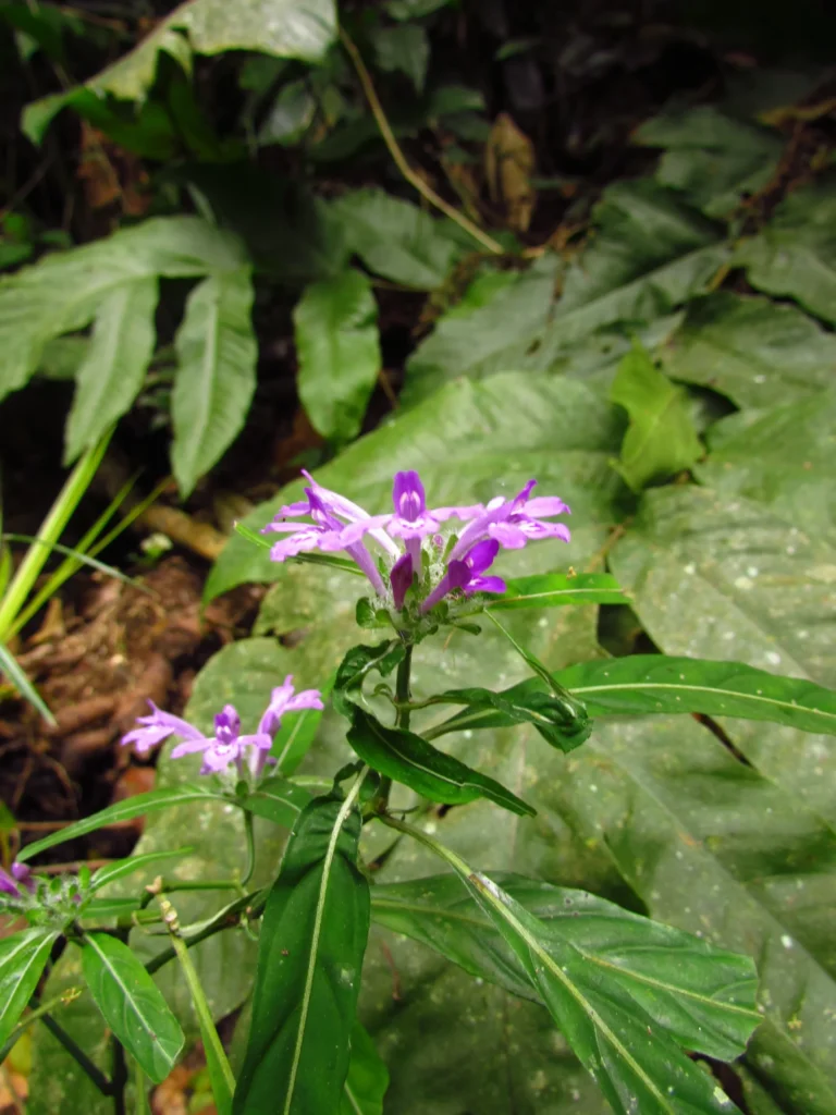 Justicia hatschbachii catharinensis (12)