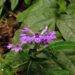 Justicia hatschbachii catharinensis (13)